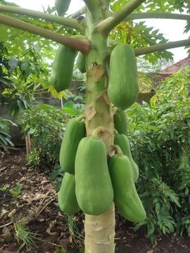 Young papaya Stock Photos