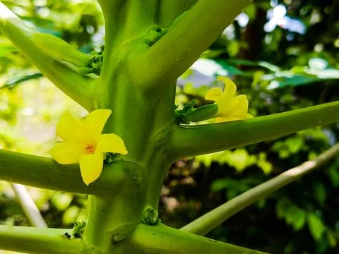 Young Papaya Stem Foto stock