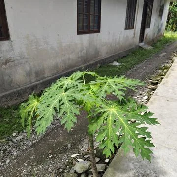 Young papaya tree growing in the backyard garden. Stock Photos