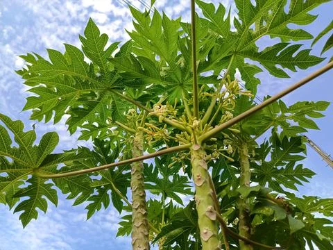 Young Papaya Tree Foto stock
