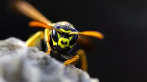 The Young Paper Wasp Queen is building a nest to establish a new colony. Macr Stock Footage 133259327