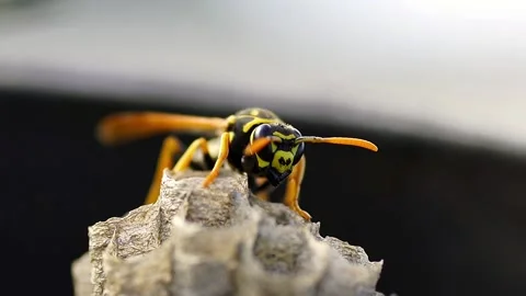 The Young Paper Wasp Queen is building a nest to establish a new colony. Macr Stock Footage 133259471