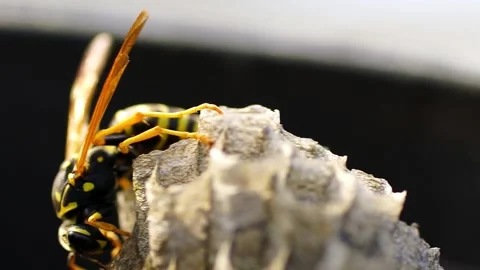 The Young Paper Wasp Queen is building a nest to establish a new colony. Macr Stock Footage 133259523