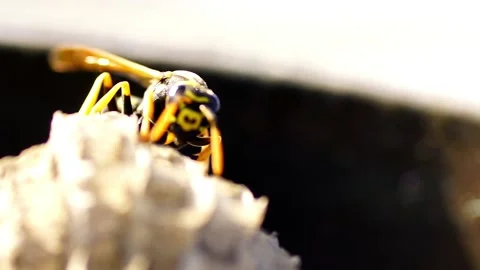 The Young Paper Wasp Queen is building a nest to establish a new colony. Macr Stock Footage 133259528