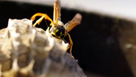 The Young Paper Wasp Queen is building a nest to establish a new colony. Macr Stock Footage 133259533