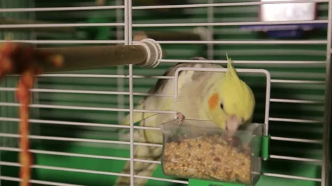 The young parakeet of Corella eats the grain in a cage 库存影片 100295691