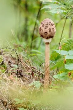 Young Parasol Mushroom Stock Photos