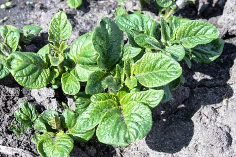 Young parostki potatoes with green leaves. Stock Photos