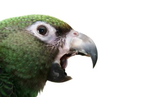 Young Parrot Foto stock