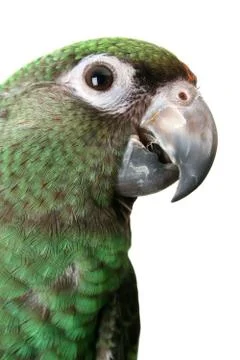 Young Parrot Stock Photos