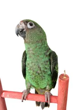 Young Parrot Stock Photos