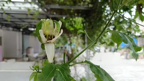 Young Passion Fruit (Passiflora edulis) Developing on Vine Stock Footage 337895515