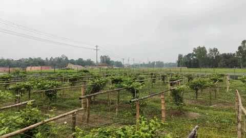 Young Passion Fruit Vines Growing on Bamboo Trellis - 4K Drone Footage Stock Footage 333910050