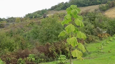 Young paulownia tree Stock Footage 75468501