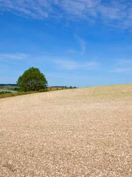 Young pea crop Stock Photos