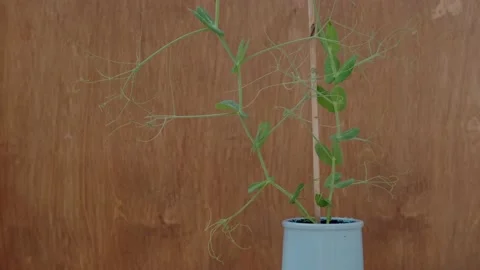 Young pea Stock Footage 131207628