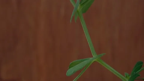 Young pea Stock Footage 131207657