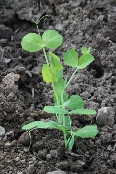 Young pea plant Stock Photos