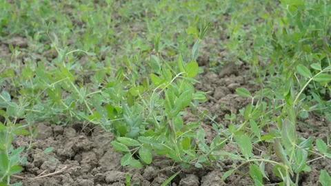 Young pea plants emerging Stock-Footage 332562343
