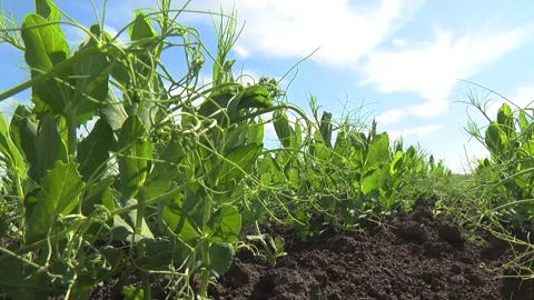 Young pea plants in a field in early spring Stock Footage 146371306