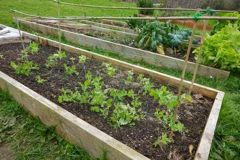 Young pea plants growing in raised garden bed with trellis netting Stock Photos