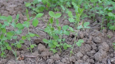 Young pea plants growing in soil Stockbeeldmateriaal 332556539