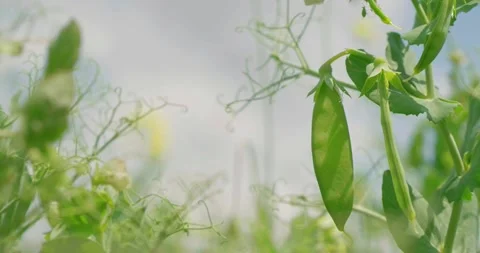 Young pea pods on plants in a vegetable garden on a beautiful sunny day. 4k Stock Footage 131555318