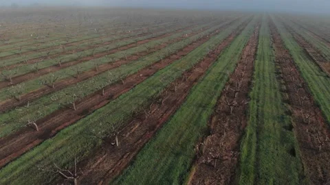 Young peach garden in bloom. The trees are arranged in rows. Stock Footage 237368876