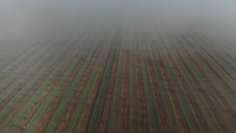Young peach garden in bloom. The trees are arranged in rows. Stock Footage 237368959