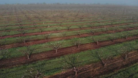 Young peach garden in bloom. The trees are arranged in rows. Stock Footage 237368972