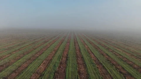 Young peach garden in bloom. The trees are arranged in rows. Vidéo 237369077