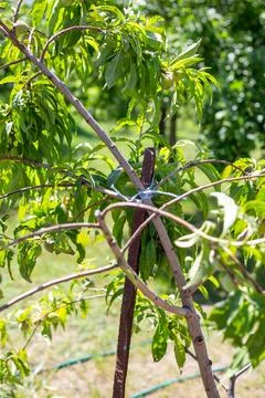 A young peach tree with broken branches is tied to a trellis. Tree care in .. Stock Photos