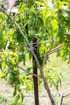 A young peach tree with broken branches is tied to a trellis. Tree care in .. Stock Photos