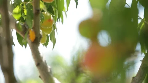The Young Peach Tree Is Still Green Fruit Video stock 52092017
