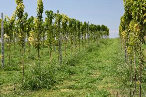 Young peach-trees in rows Stock Photos