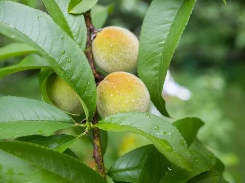 Young peaches develop on the tree Stock Photos