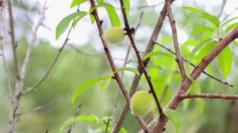 Young peaches growing on a tree. 4K Stock Footage 153374093