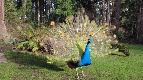 Young Peacock displaying mating dance Vídeos de archivo 232744925
