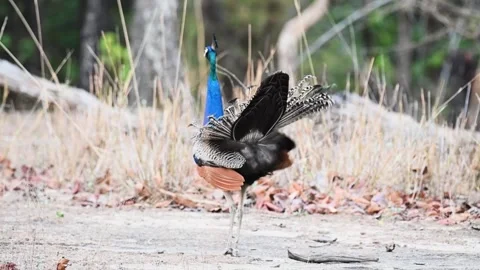 Young peacock walking around elegantly in Bandhavgarh national park Stock Footage 277139292