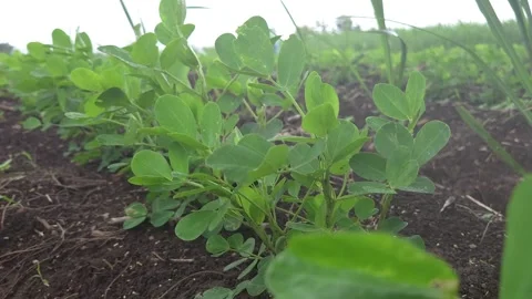Young peanut leaves sway in thin rain, thriving in the drizzle. This agriculture 库存影片 341271567