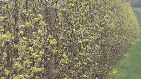 Young pear orchard, buds Vídeo Stock 36993087