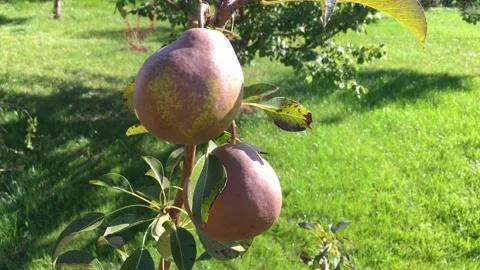 Young pear tree bearing two fruits waving under wind in summer garden 스톡 동영상 149103824