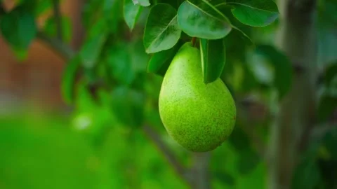 Young pear on a tree close-up, smooth camera movement Stock Footage 270898334