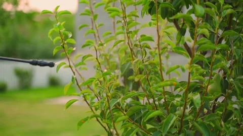 A young pear tree is sprayed with a sprayer in the evening in slow motion Stock Footage 312930602