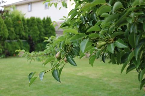 Young pears in a backyard fruit tree. Stock Photos
