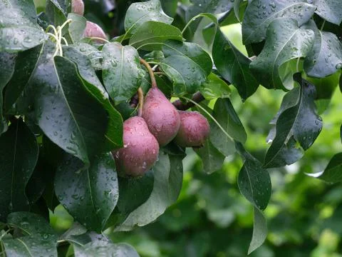 Young pears on a tree after rain Stock Photos
