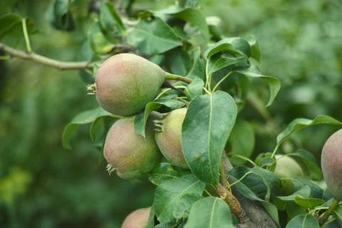 Young pears on a tree Stock Photos