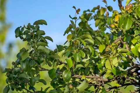 Young pears on a tree Stock Photos