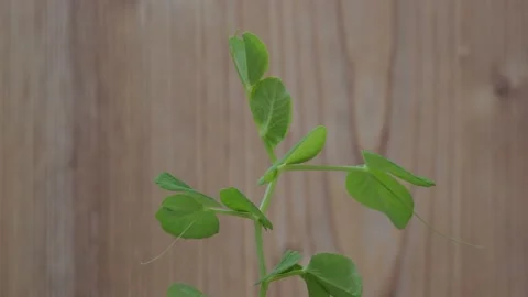 Young peas Stock Footage 131207018