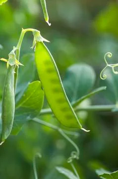 Young peas in the pod Stock Photos